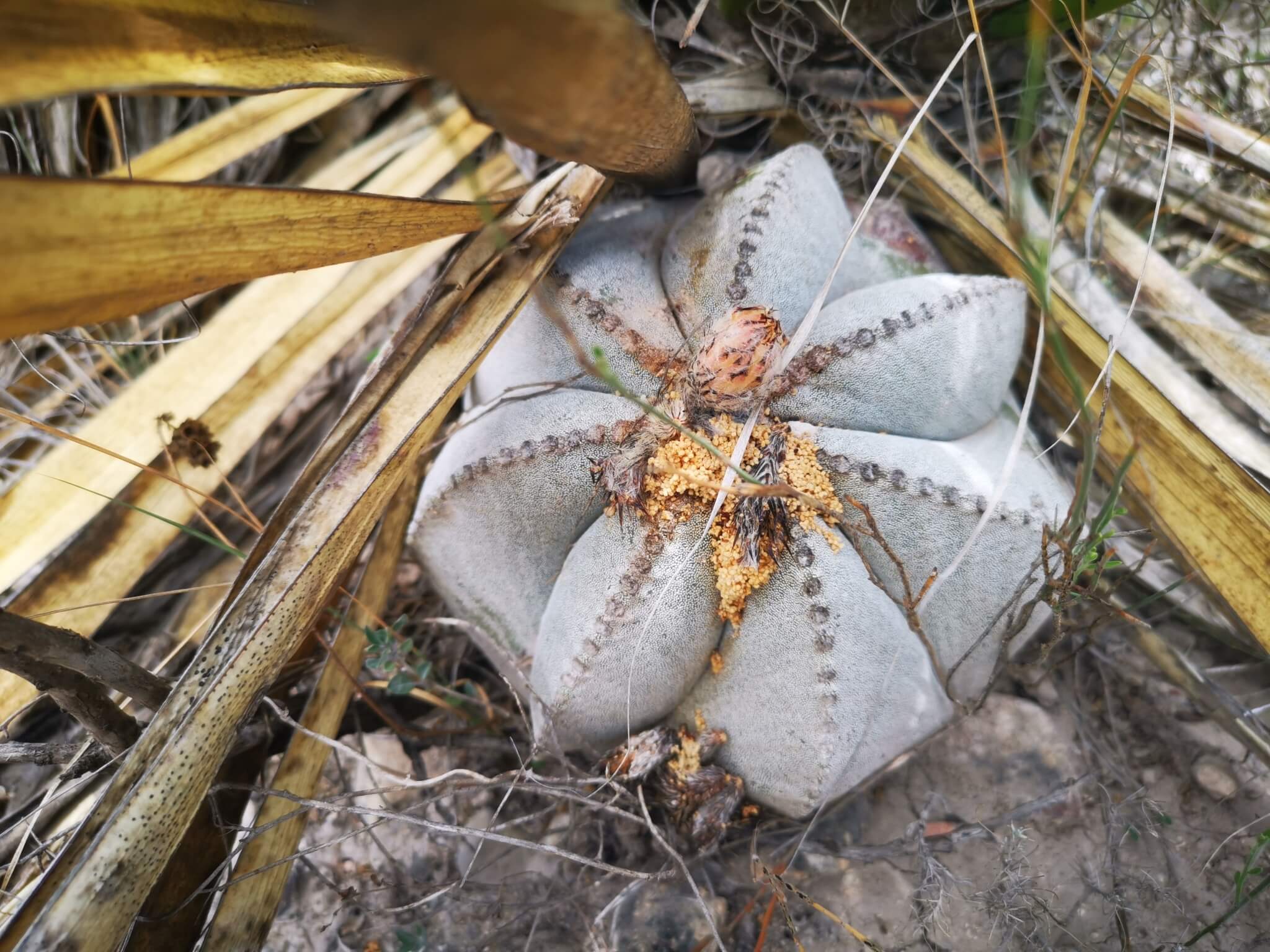 Astrophytum myriostigma nudum 